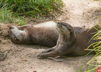 Lonely otter finds love through online dating site!