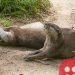 Lonely otter finds love through online dating site!