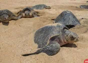 Record number of olive ridley sea turtles hatch in Mexico