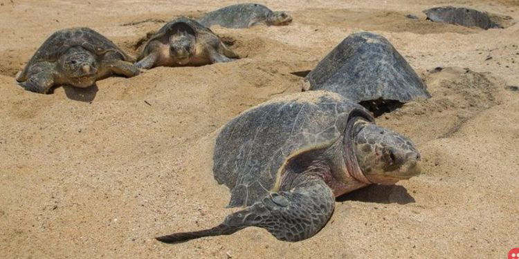Record number of olive ridley sea turtles hatch in Mexico