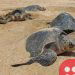 Record number of olive ridley sea turtles hatch in Mexico