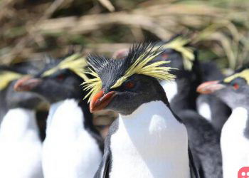 Tristan da Cunha: Remote island creates massive marine protection zone