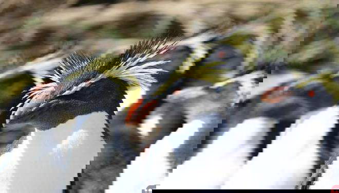 Tristan da Cunha: Remote island creates massive marine protection zone