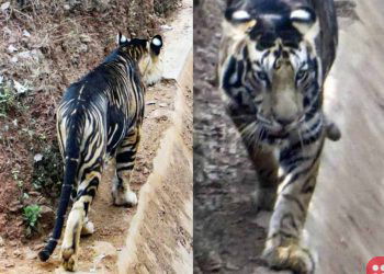 Pictures of extremely rare Black Tiger spotted in Odisha in India go viral!