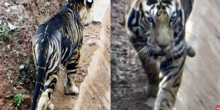 Pictures of extremely rare Black Tiger spotted in Odisha in India go viral!
