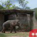 Kaavan: World’s loneliest elephant is finally free