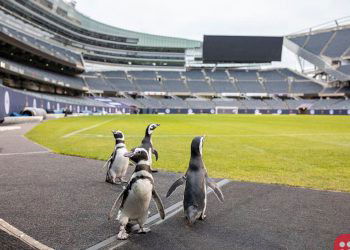 Watch this adorable video of penguins taking an NFL stadium by storm