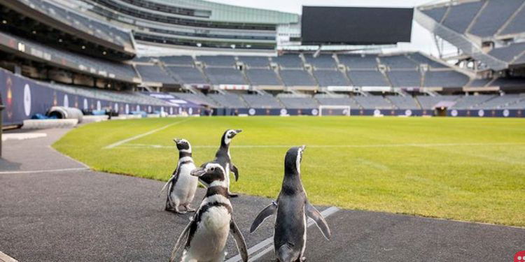 Watch this adorable video of penguins taking an NFL stadium by storm