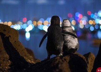 Heartwarming picture of two widowed penguins comforting each other wins photography award
