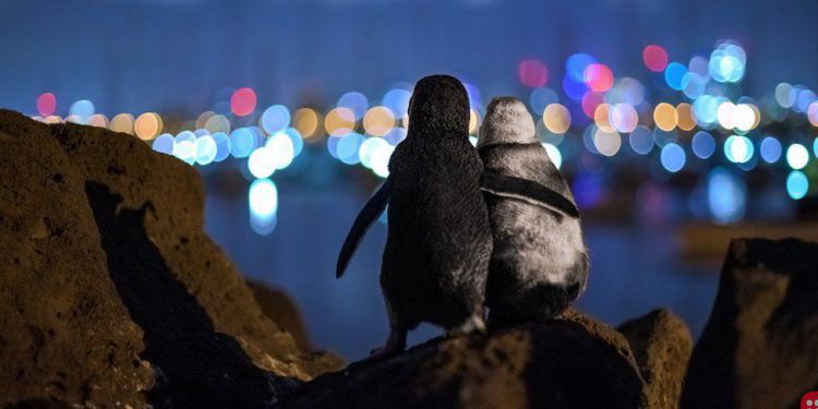 Heartwarming picture of two widowed penguins comforting each other wins photography award