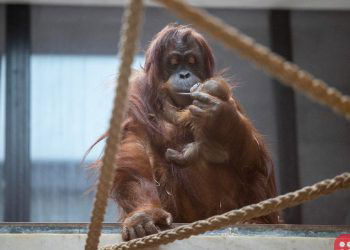 Critically endangered Sumatran orangutan born at Belgian animal park