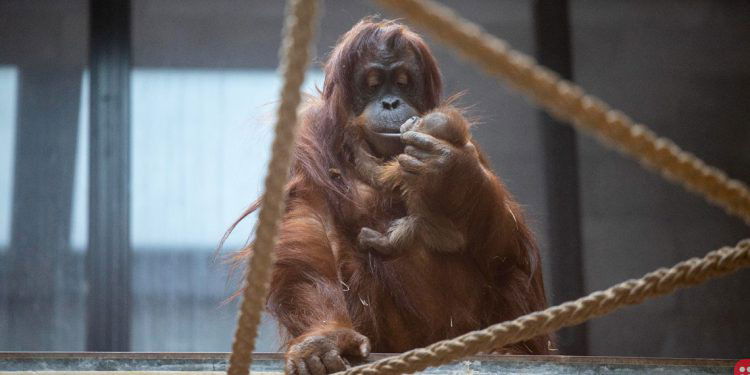 Critically endangered Sumatran orangutan born at Belgian animal park