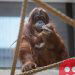 Critically endangered Sumatran orangutan born at Belgian animal park