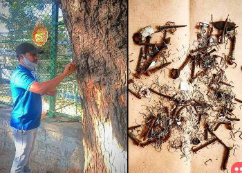 This civic activist is on a mission to free city trees from nails and stapler pins