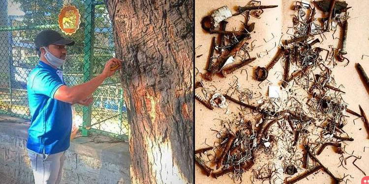 This civic activist is on a mission to free city trees from nails and stapler pins