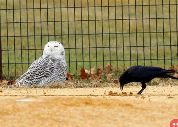 Snowy Owl Is Spotted in Central Park For First Time in 130 Years