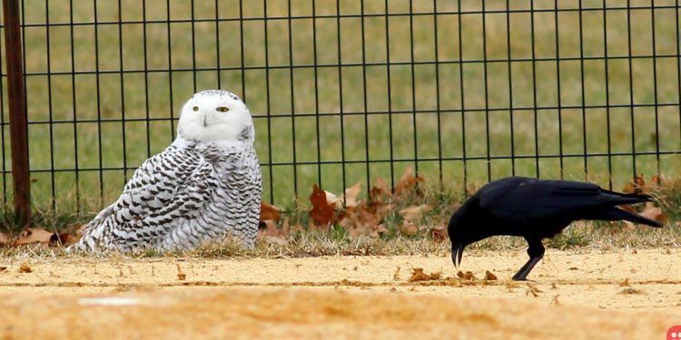 Snowy Owl Is Spotted in Central Park For First Time in 130 Years