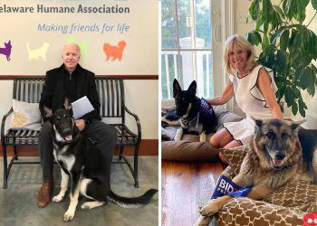 Meet Major Biden, the first rescue dog in the White House