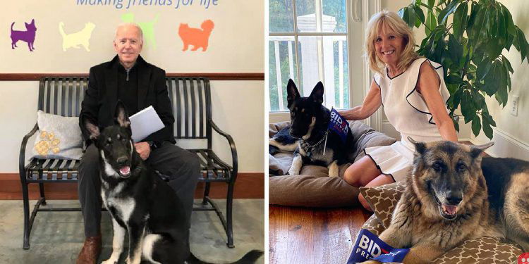 Meet Major Biden, the first rescue dog in the White House