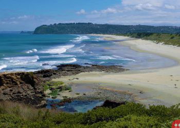 New Zealand city closes busy road for a month to let sea lion mother and pup nest safely