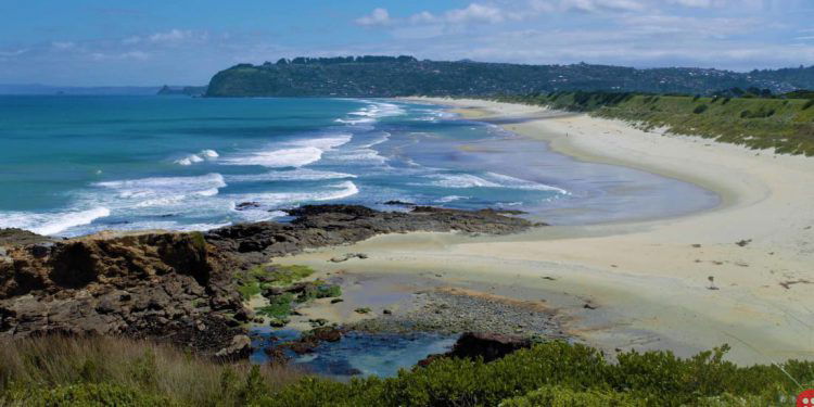 New Zealand city closes busy road for a month to let sea lion mother and pup nest safely