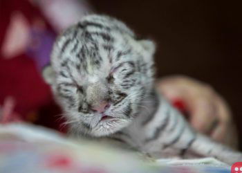 Rare white tiger born at Nicaragua zoo, taken care of by humans
