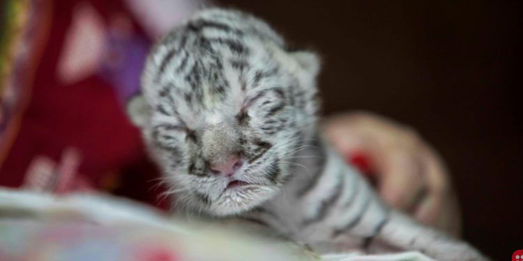 Rare white tiger born at Nicaragua zoo, taken care of by humans