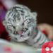 Rare white tiger born at Nicaragua zoo, taken care of by humans