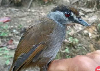 Black-browed babbler seen for the first time in 180 years