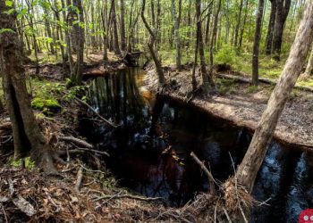 Ikea purchases 11,000 acres of forest in Georgia to protect it from development