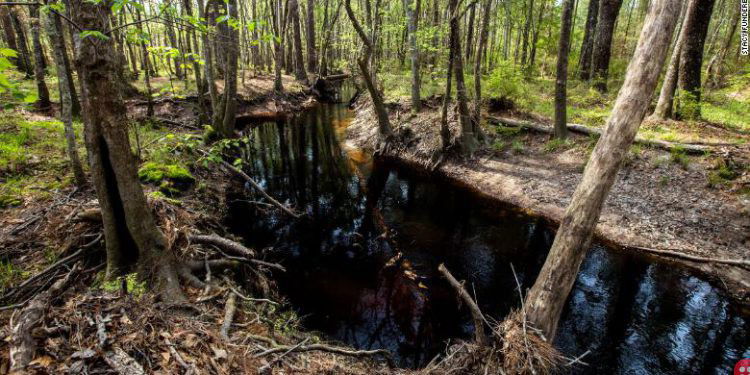 Ikea purchases 11,000 acres of forest in Georgia to protect it from development