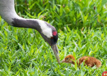 Britain’s sees consistent increase in population of wild cranes