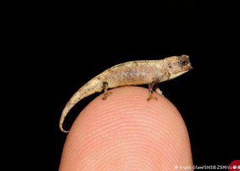 Brookesia nana: World’s smallest reptile discovered in Madagascar