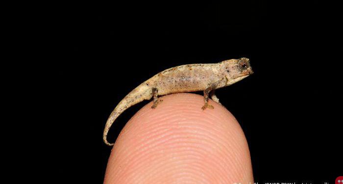Brookesia nana: World’s smallest reptile discovered in Madagascar