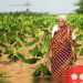 Meet 105-year old Papammal, the organic farmer who was awarded India’s civilian honour