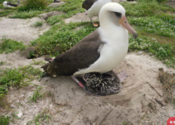 Wisdom the albatross, the world’s oldest known wild bird, has another chick at 70