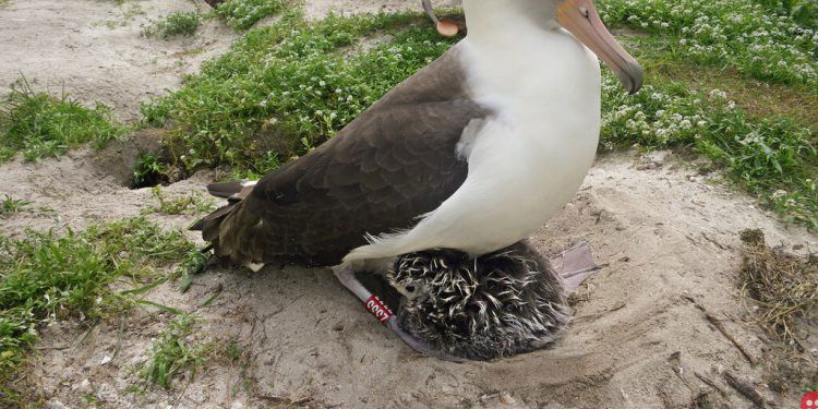 Wisdom the albatross, the world’s oldest known wild bird, has another chick at 70