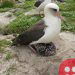Wisdom the albatross, the world’s oldest known wild bird, has another chick at 70