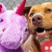 Stray dog gifted stuffed unicorn after ‘consistently’ trying to stealing it