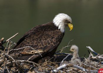 The American bald eagle population has quadrupled since 2009