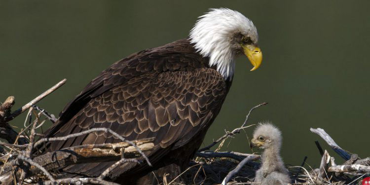 The American bald eagle population has quadrupled since 2009