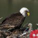 The American bald eagle population has quadrupled since 2009