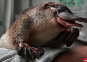 Australia to build world’s first platypus sanctuary