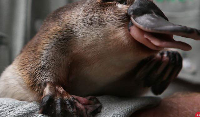 Australia to build world’s first platypus sanctuary