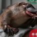 Australia to build world’s first platypus sanctuary