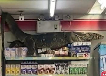Giant monitor lizard at a grocery store freaks out shoppers in Thailand