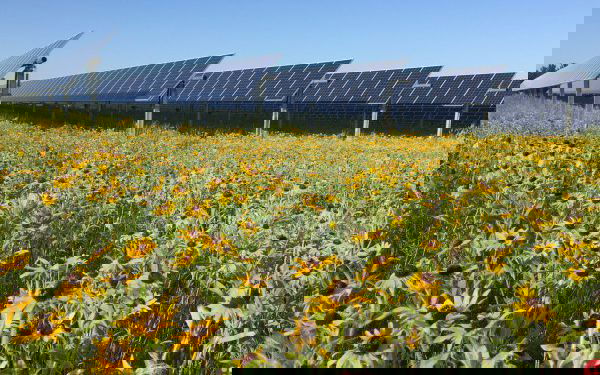 Walmart steps up efforts to improve pollinator health and biodiversity