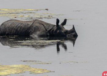 Population of one-horned rhinos increases in Nepal