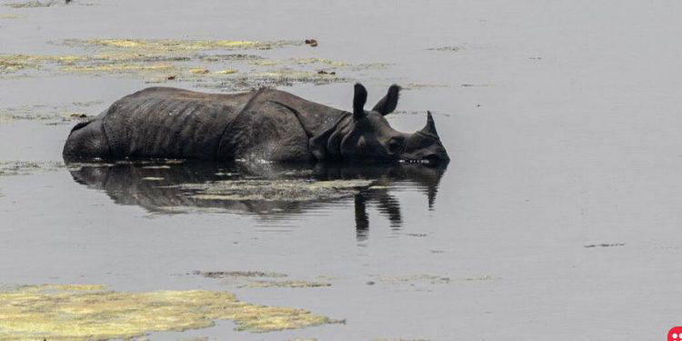 Population of one-horned rhinos increases in Nepal